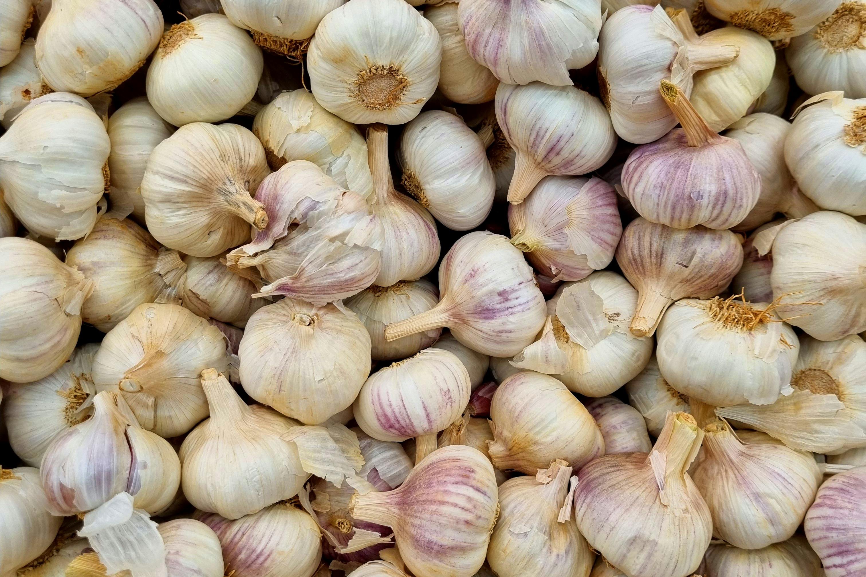fresh garlic bulbs